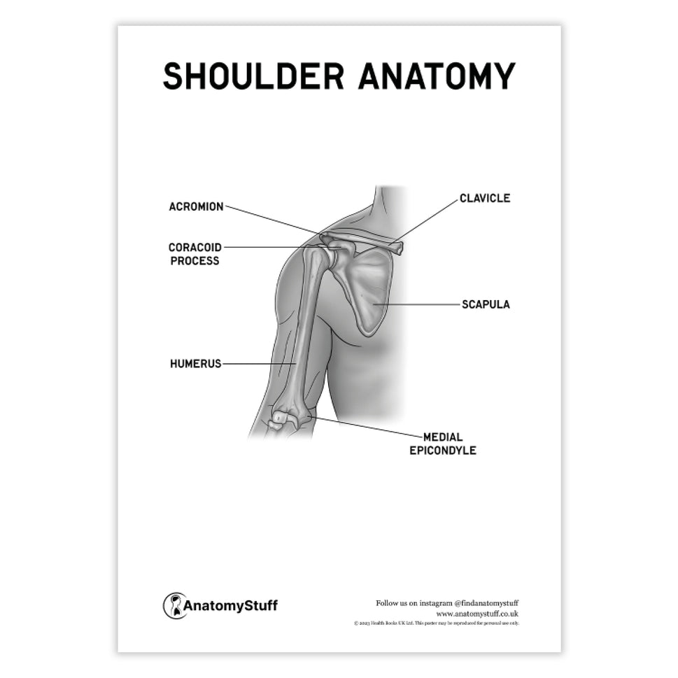 Shoulder Anatomy Poster PDF