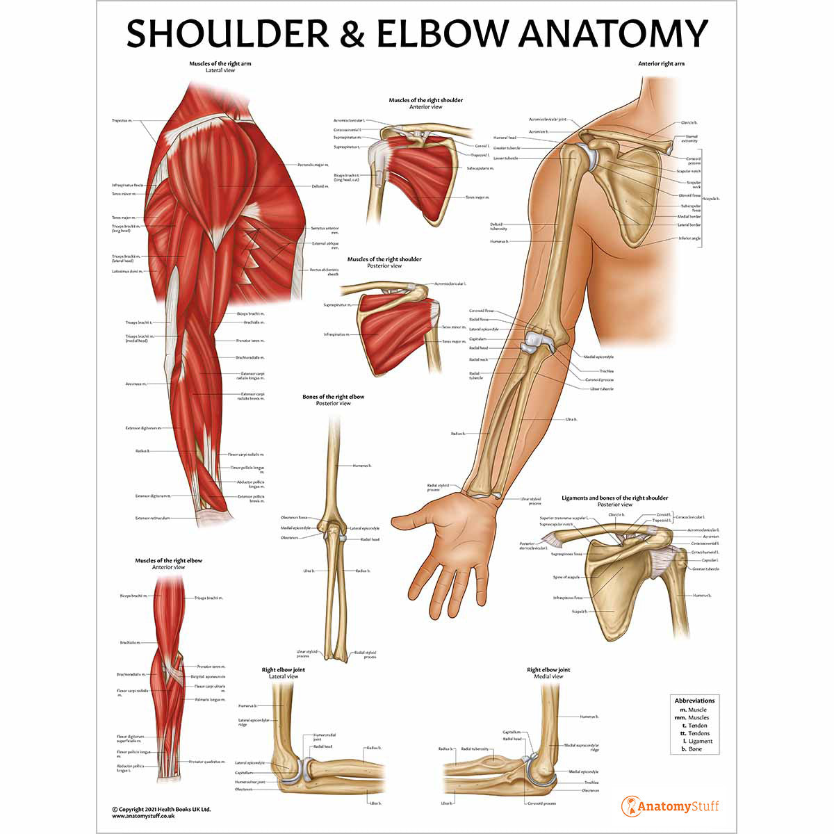 Elbow Anatomy & Pathology Collection