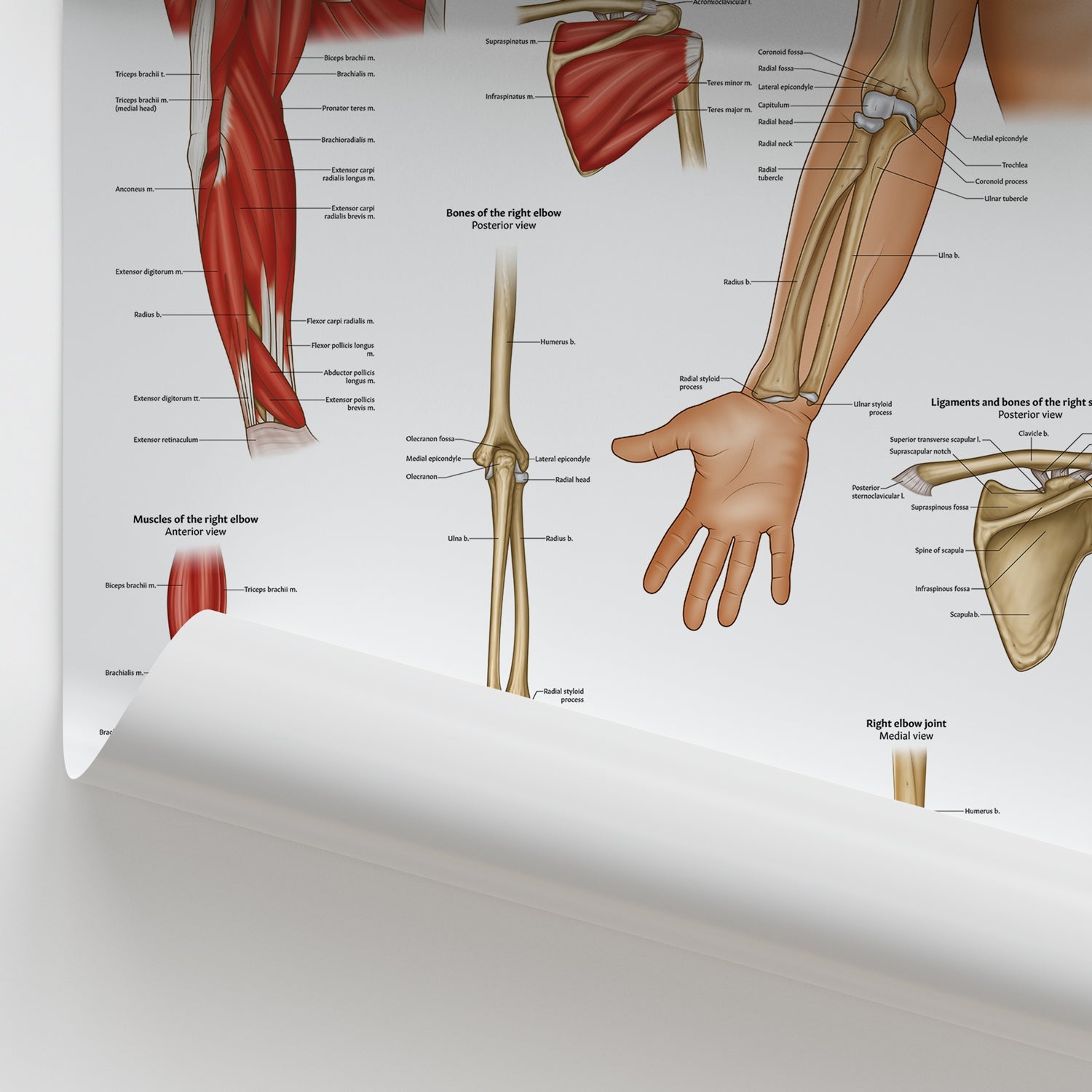 Shoulder & Elbow Anatomy Chart / Poster - Part of Collection