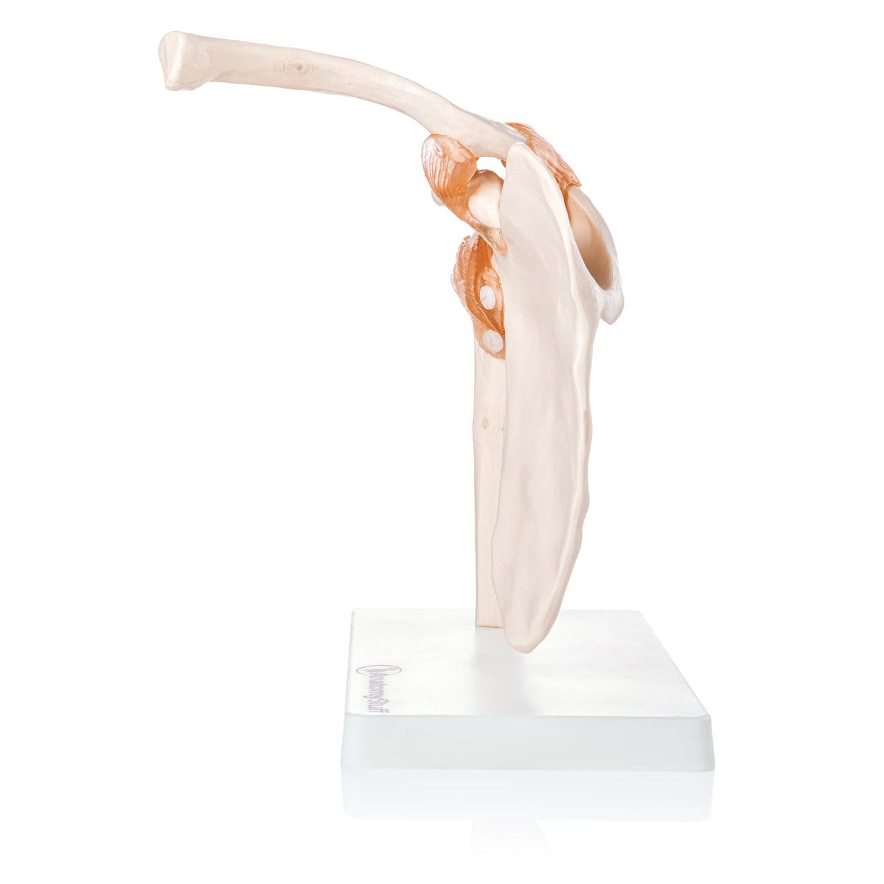 Budget Flexible Shoulder Model with Ligaments