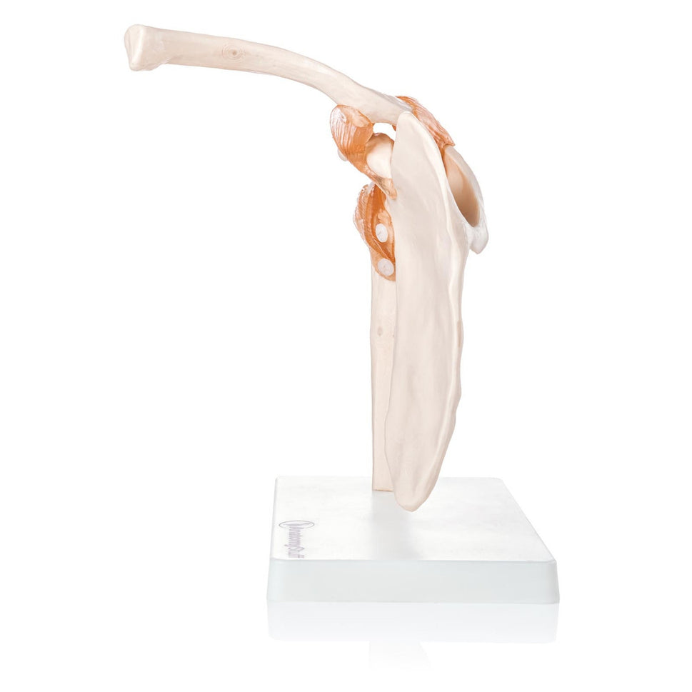 Budget Flexible Shoulder Model with Ligaments