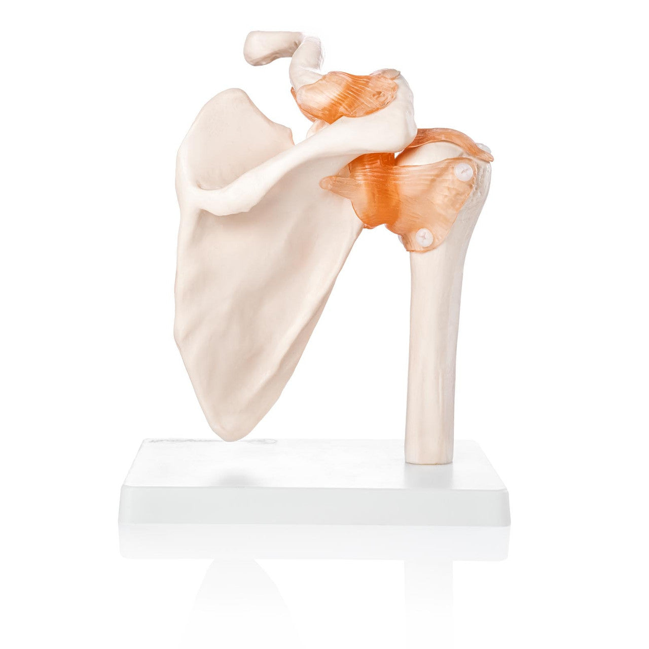 Budget Flexible Shoulder Model with Ligaments