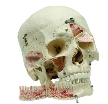 Demonstration Skull Model (14 part)
