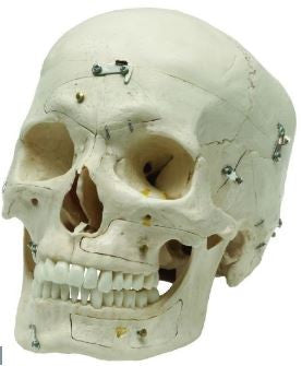 Demonstration Skull Model (14 part)
