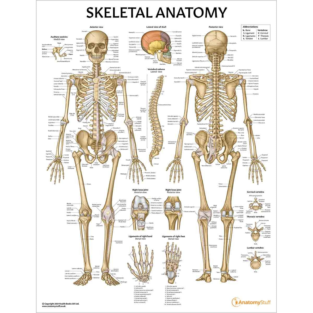 Skeletal Anatomy Poster