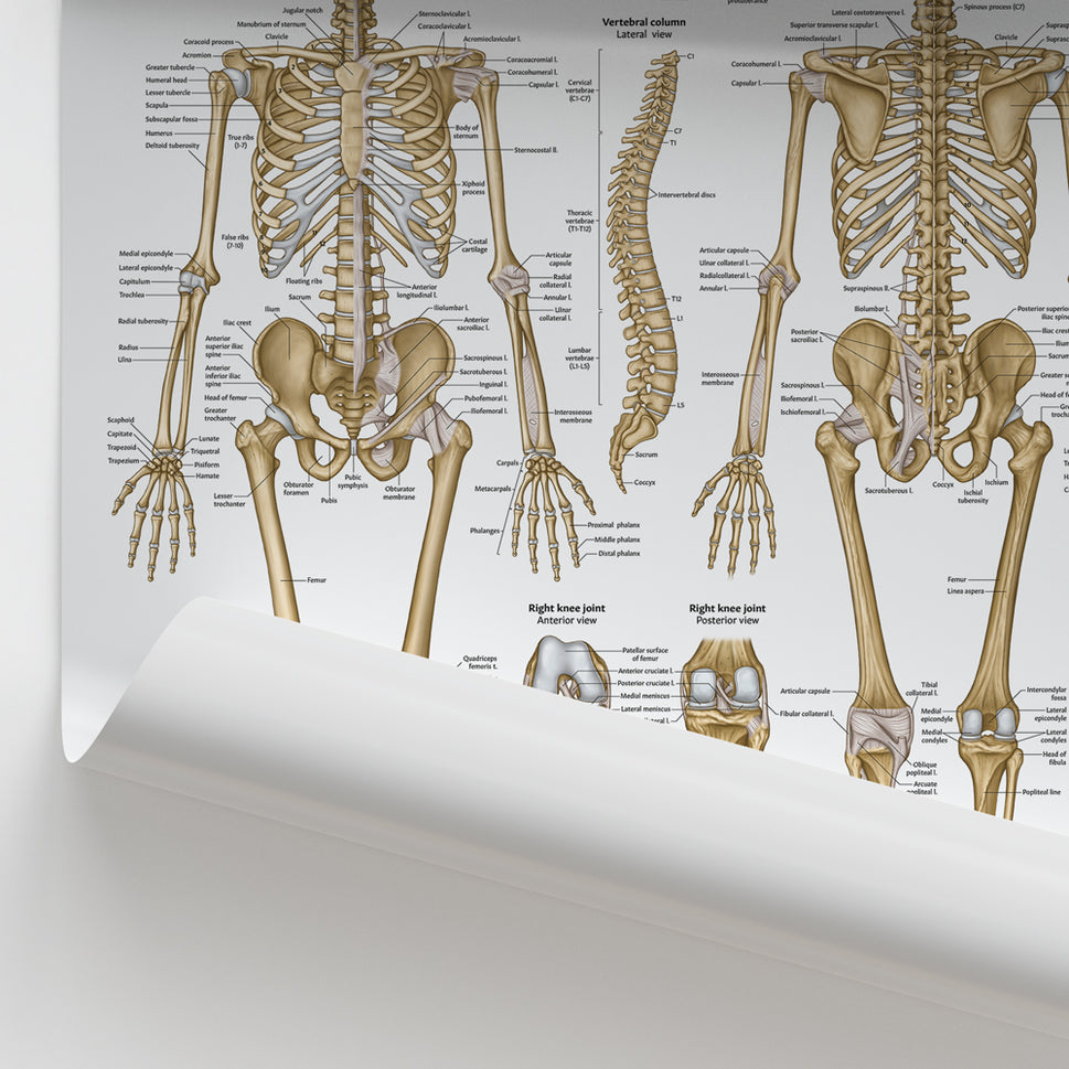 Skeletal Anatomy Chart / Poster