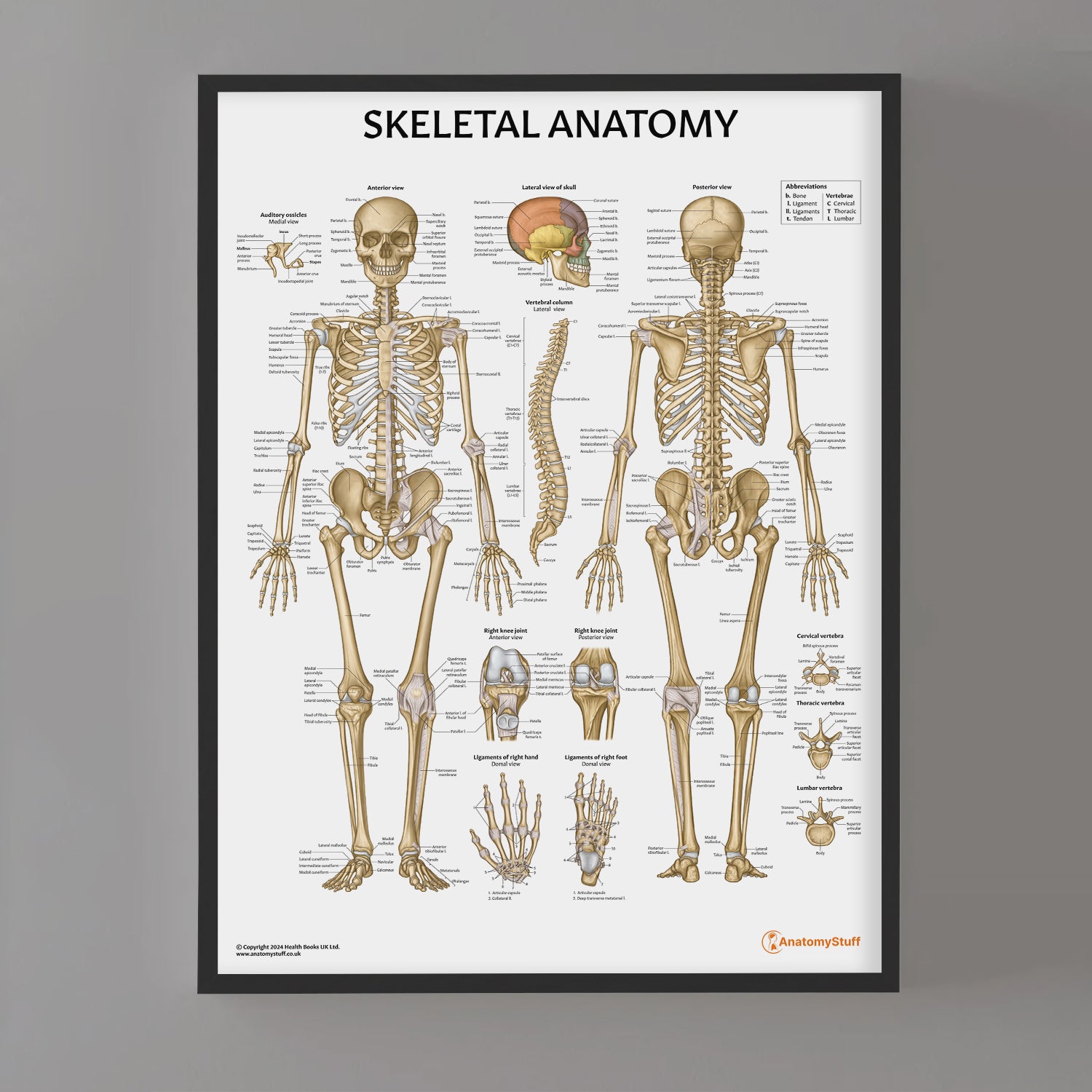 Skeletal Anatomy Chart / Poster - Part of Collection
