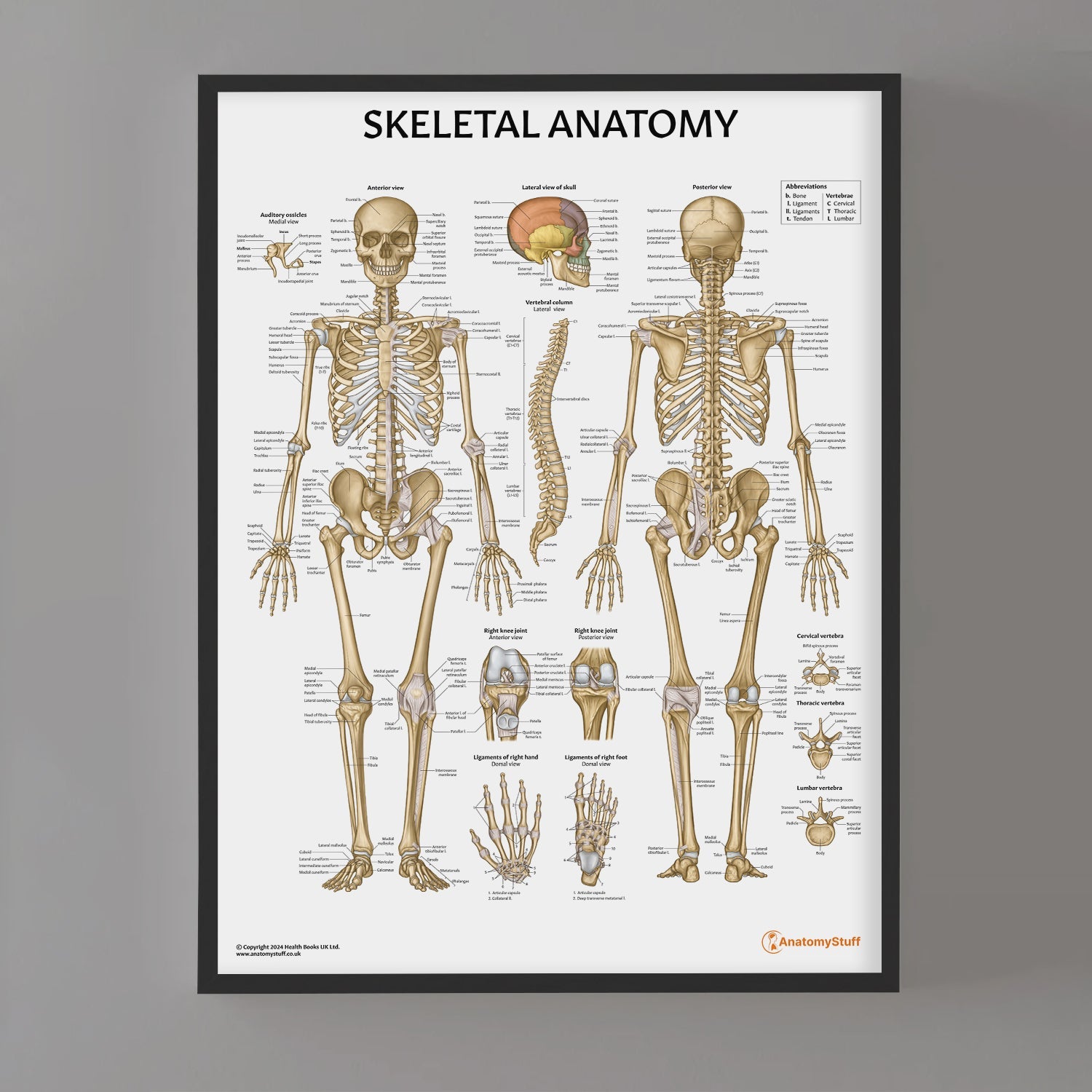 Skeletal Anatomy Chart / Poster - Part of Collection