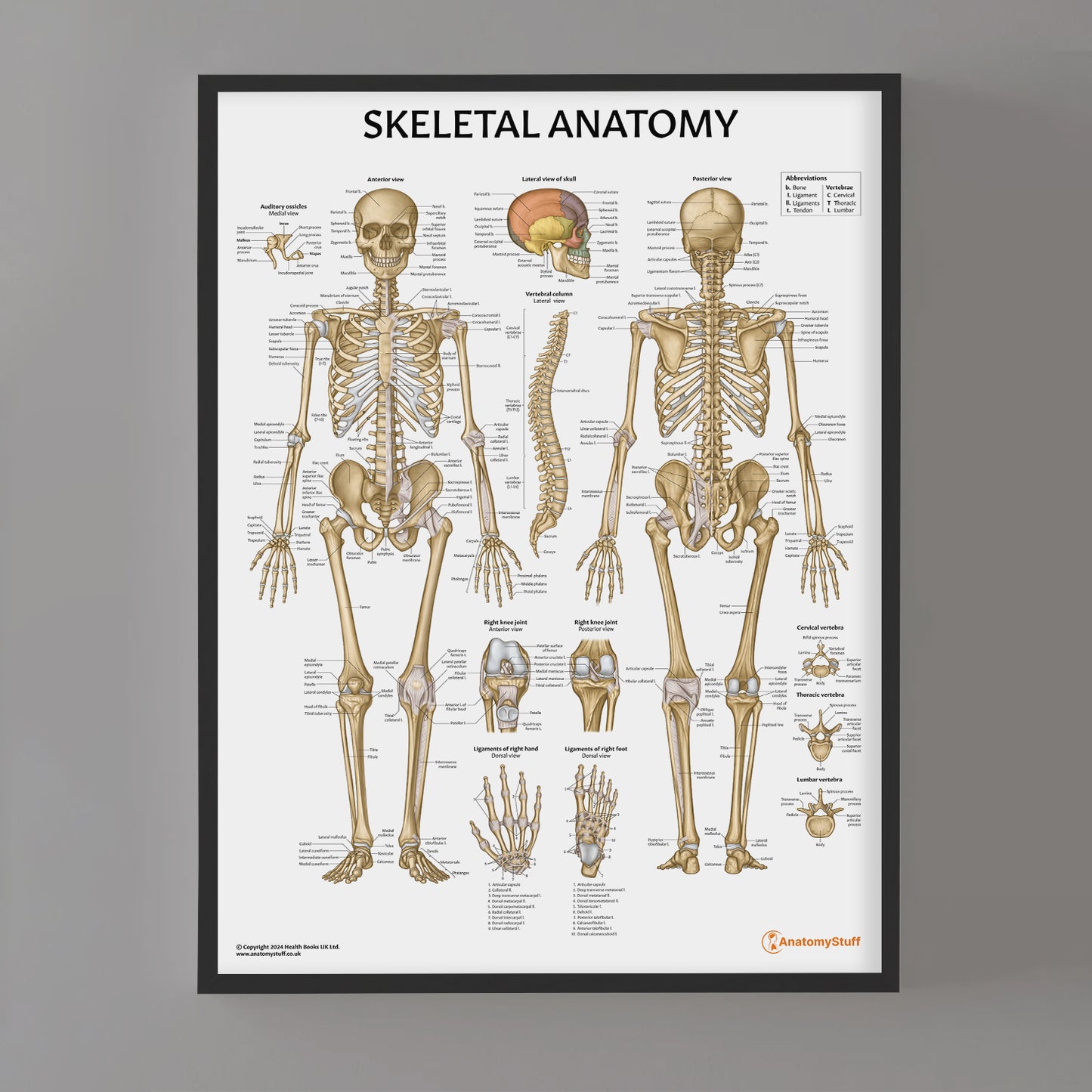 Skeletal Anatomy Chart / Poster