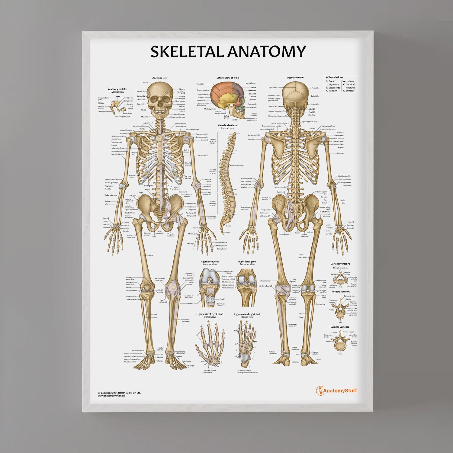 Skeletal Anatomy Chart / Poster - Part of Collection