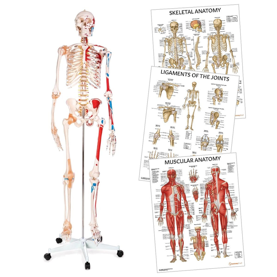 Skeleton Anatomy Collection