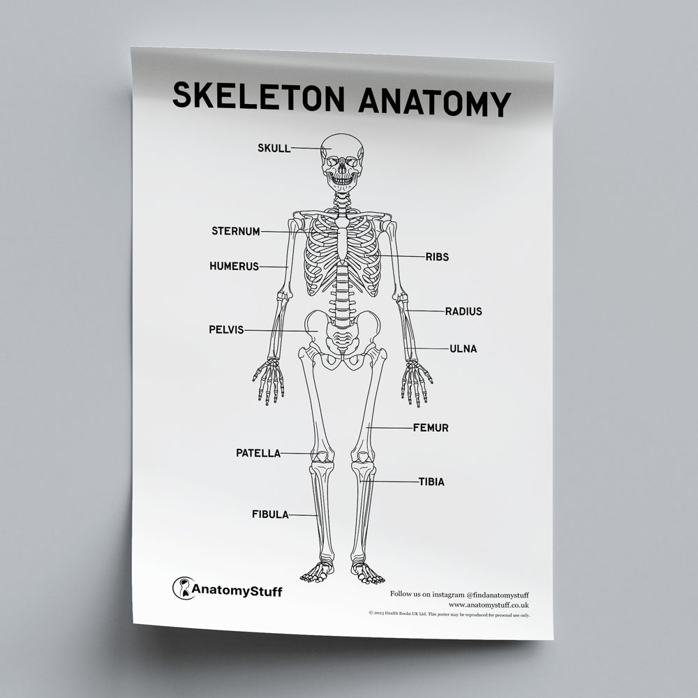 Skeleton Anatomy Poster PDF