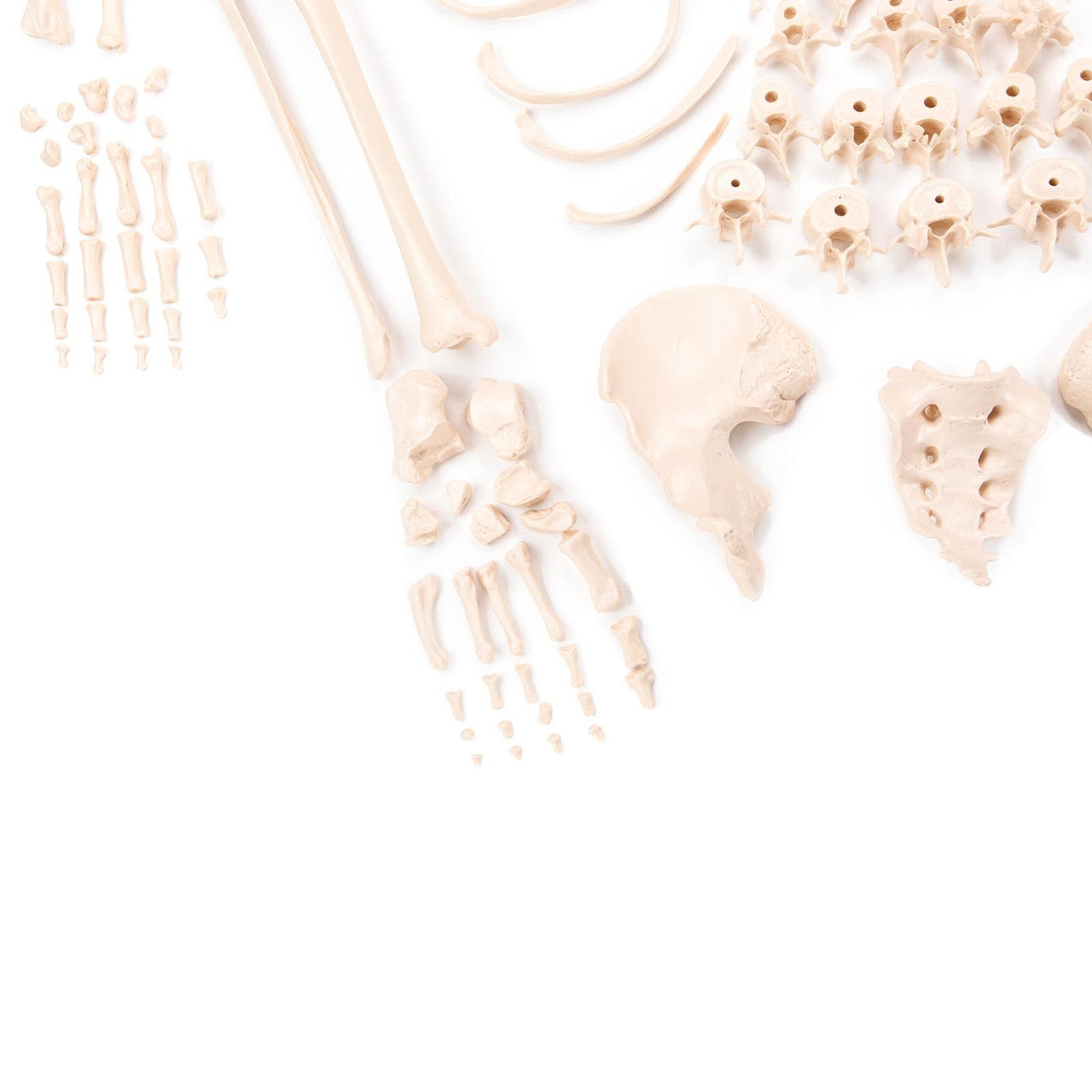 Budget Disarticulated Skeleton Model