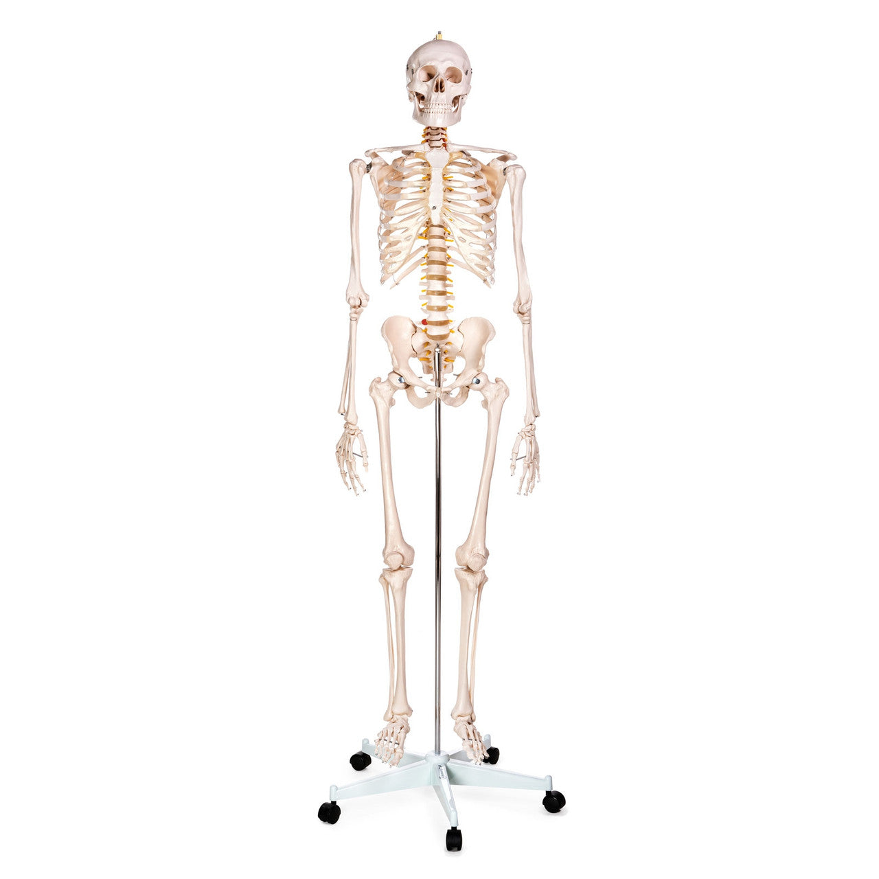 Budget Life-Size Skeleton Model with Female Pelvis