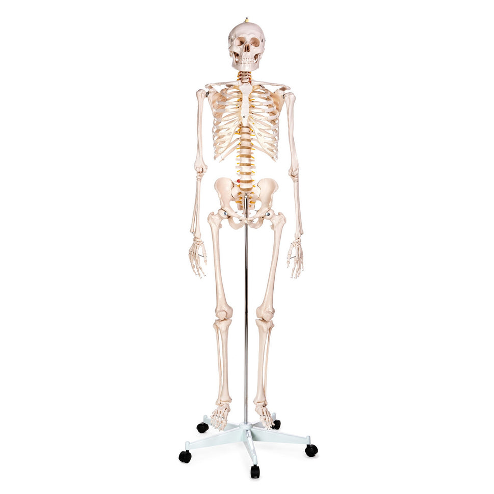 Budget Life-Size Skeleton Model with Female Pelvis