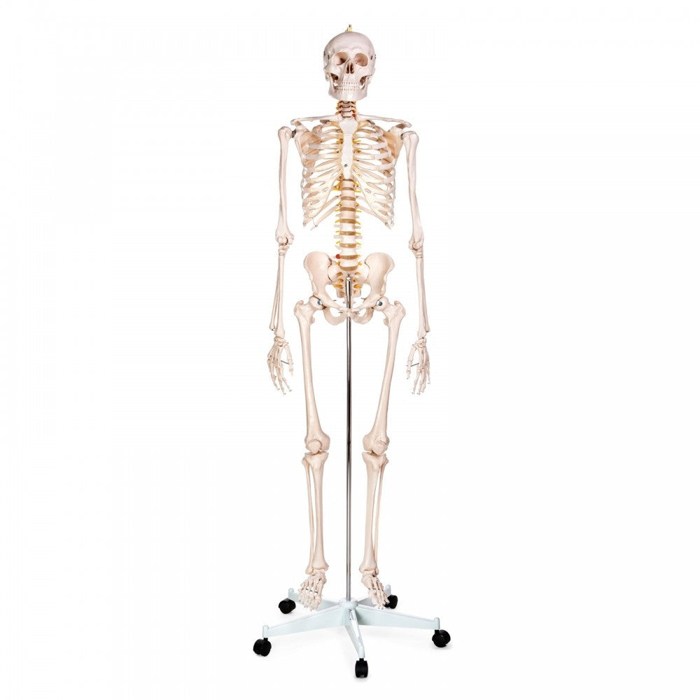 Physiotherapy Teaching Collection
