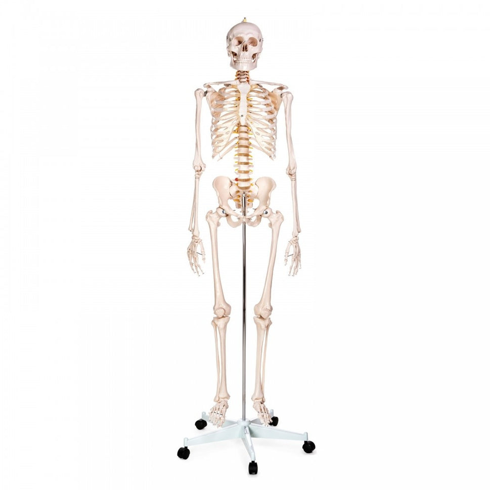 Physiotherapy Teaching Collection