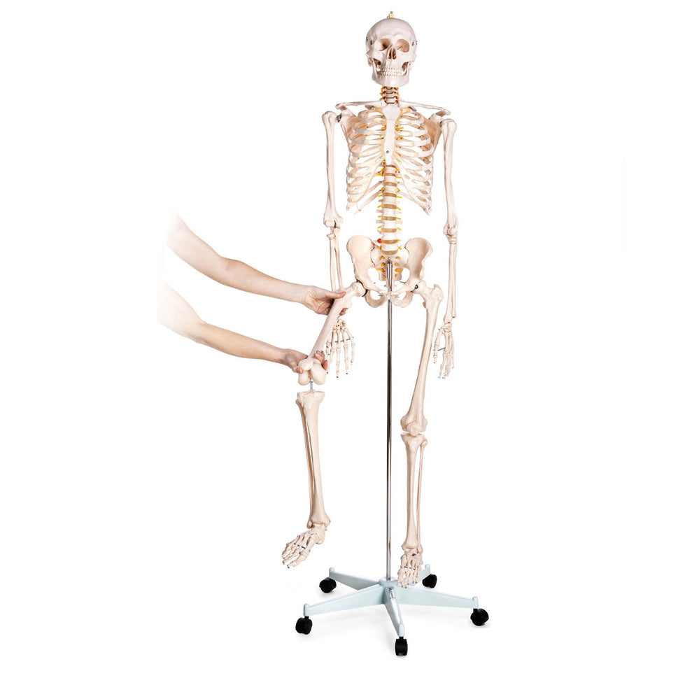 Budget Life-Size Skeleton Model with Female Pelvis