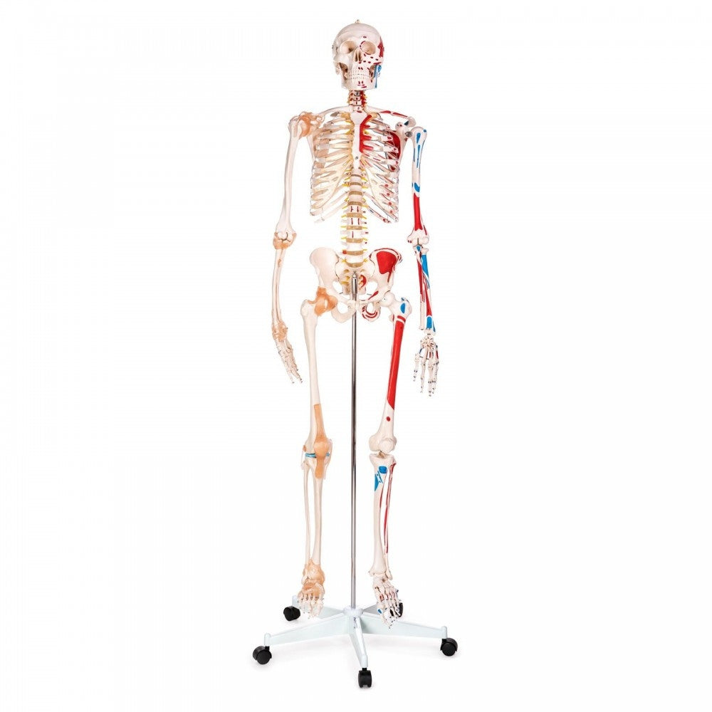Skeleton Model with Muscles and Ligaments
