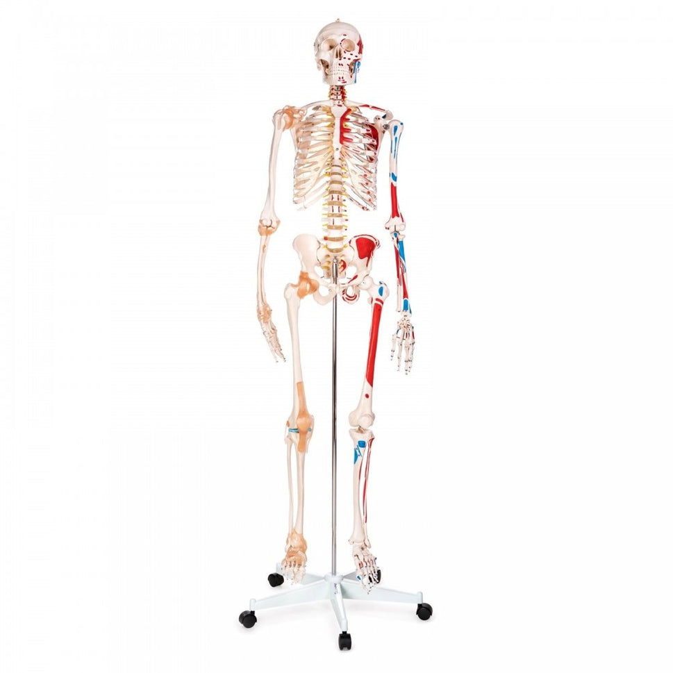 Skeleton Anatomy Collection