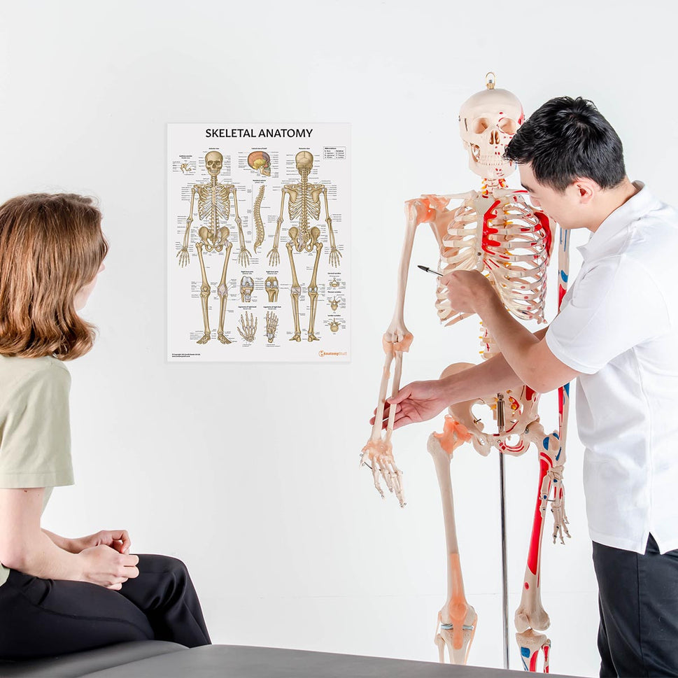 Budget Skeleton Model with Muscles and Ligaments