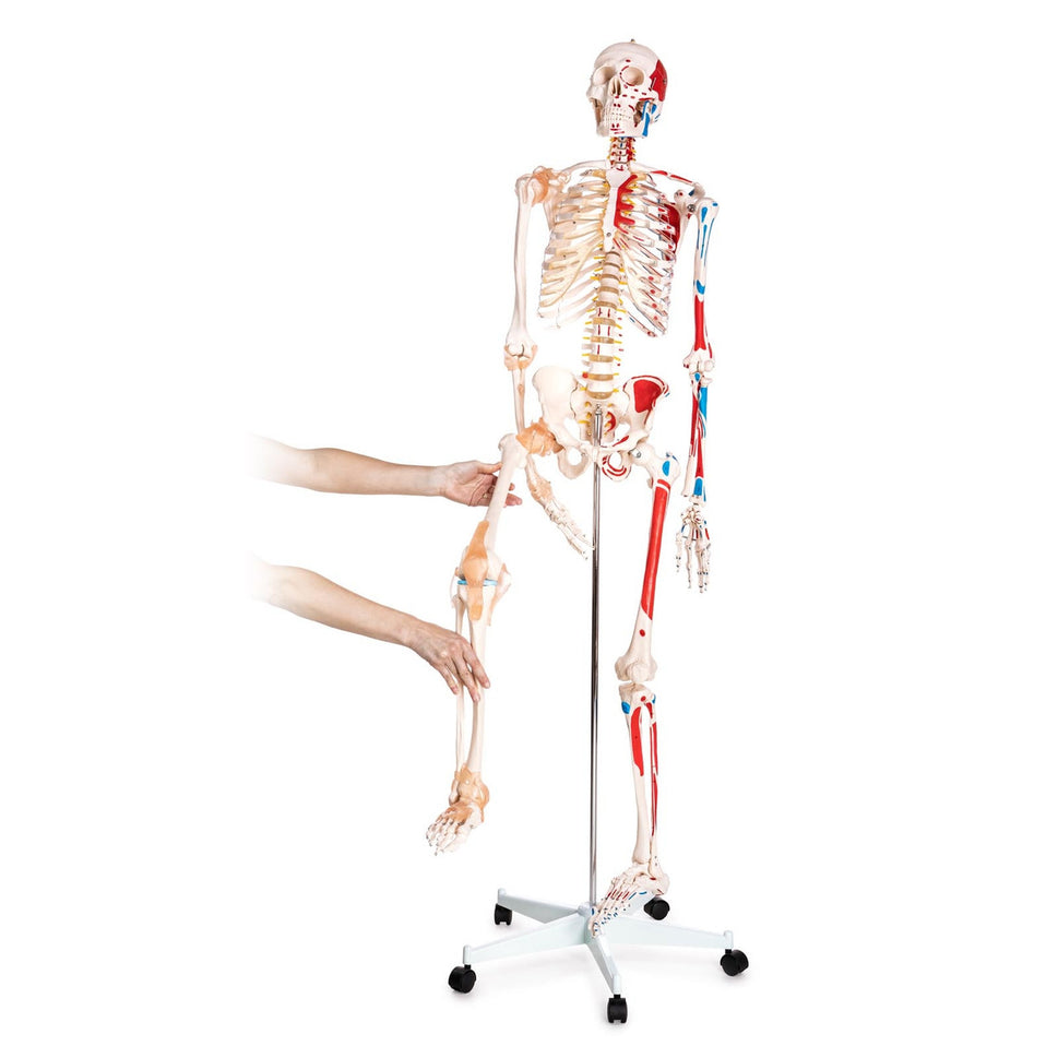 Budget Skeleton Model with Muscles and Ligaments