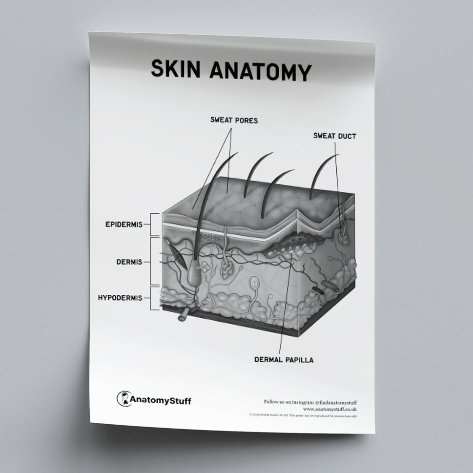 Skin Anatomy Poster PDF