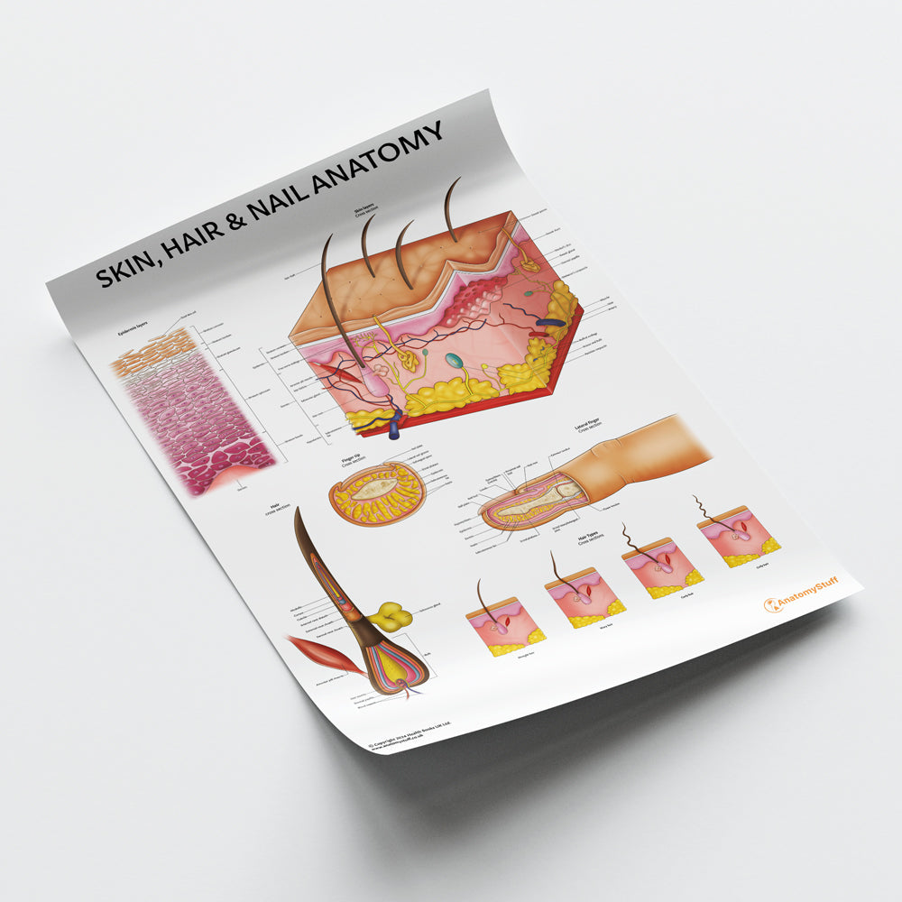 Skin, Hair & Nail Anatomy Chart / Poster
