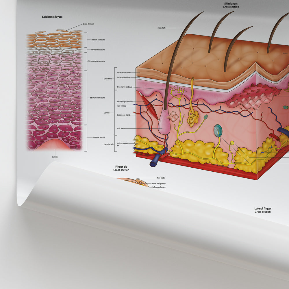Skin, Hair & Nail Anatomy Chart / Poster