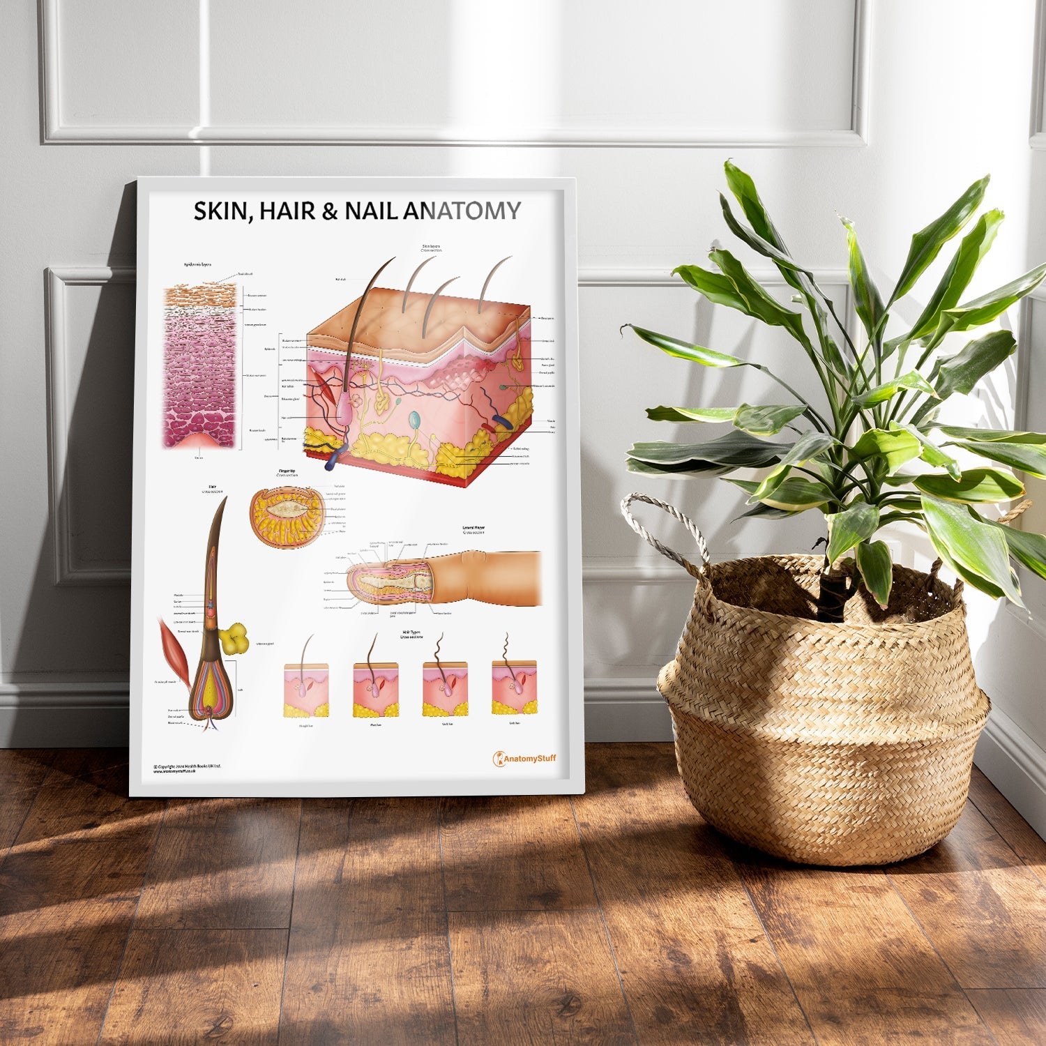 Skin, Hair & Nail Anatomy Chart / Poster - Part of Collection