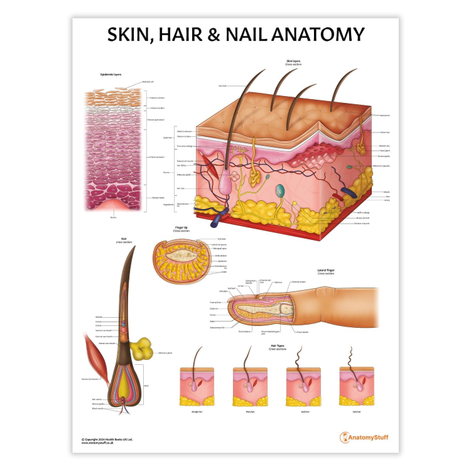 Skin, Hair & Nail Anatomy Chart / Poster