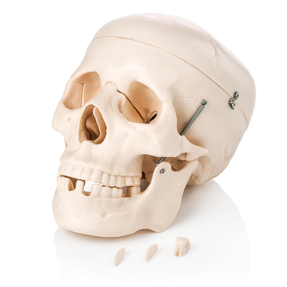 Budget Skull Model (3 Part)
