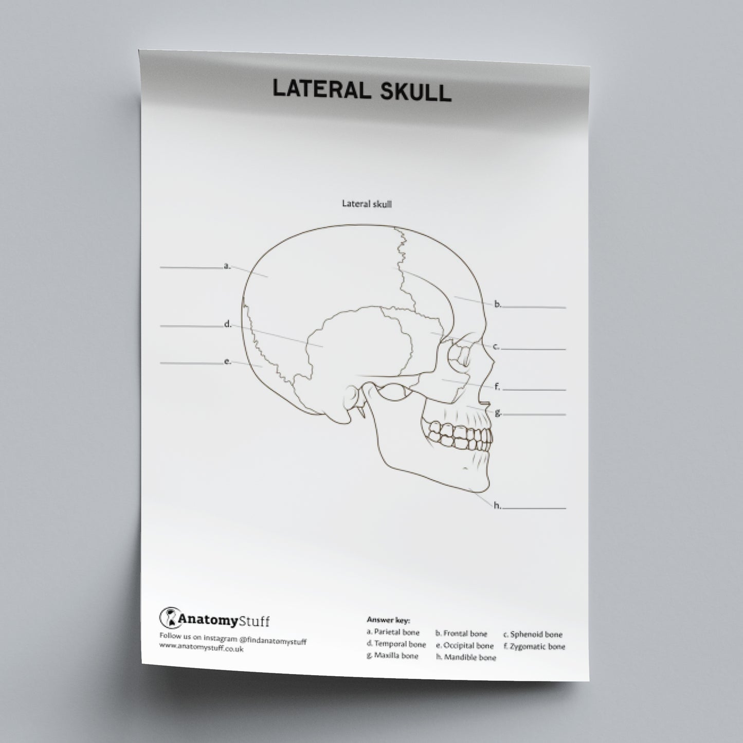 Skull Anatomy Colouring In Poster PDF