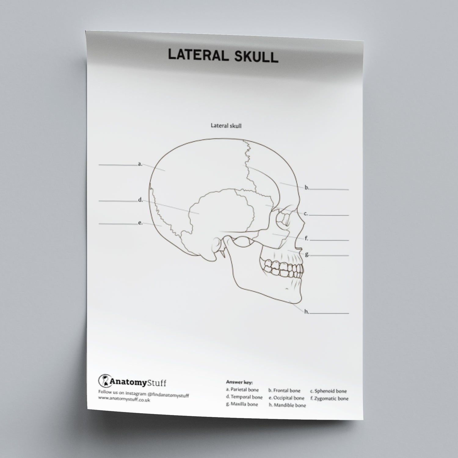 Skull Anatomy Colouring In Poster PDF
