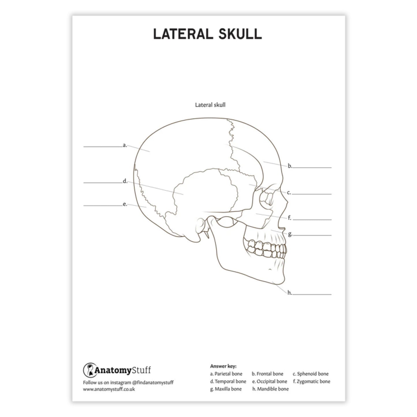 Skull Anatomy Colouring In Poster PDF