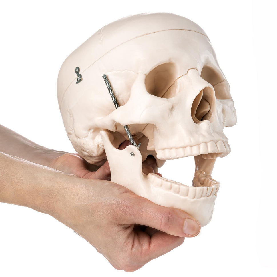 Budget Skull Model (3 Part)