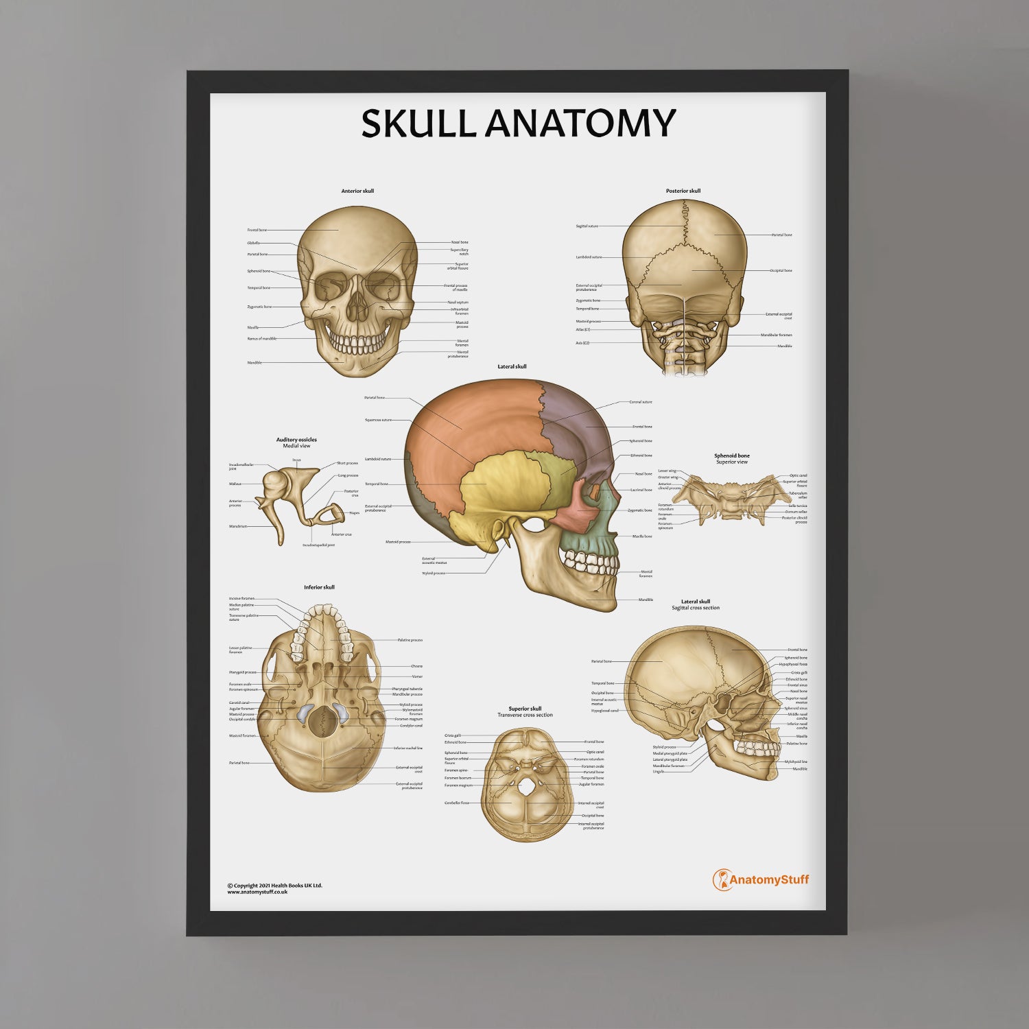<strong>Skull Anatomy</strong>
