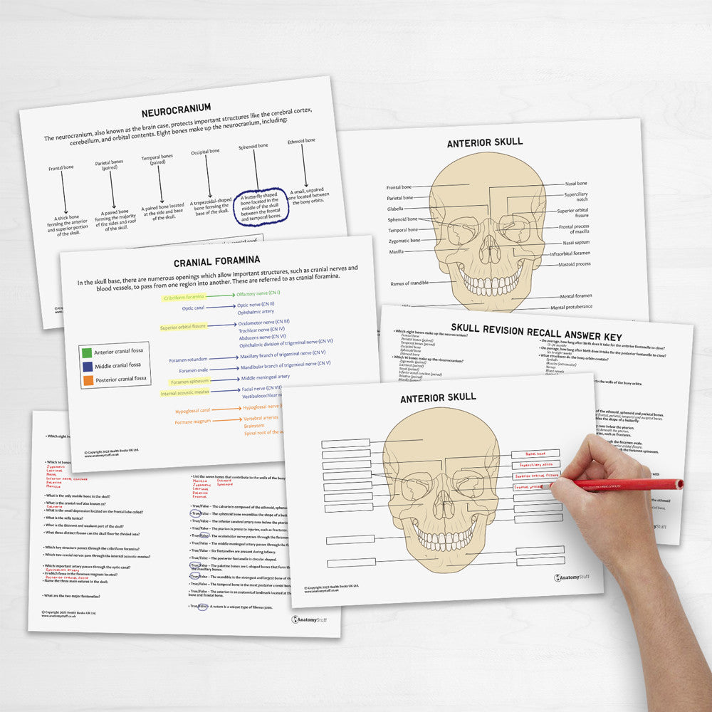 Skull Anatomy Revision Worksheets (Interactive & Printable PDFs)