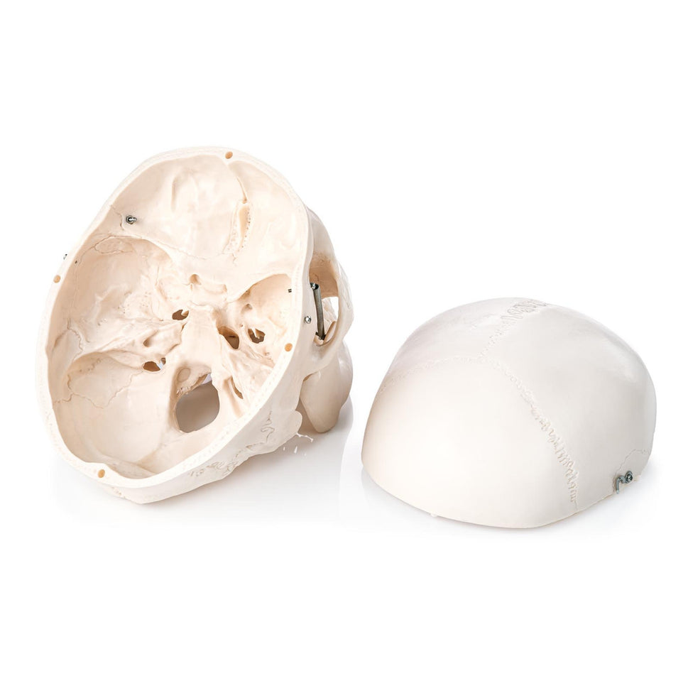 Human Skull Model (3 Part)