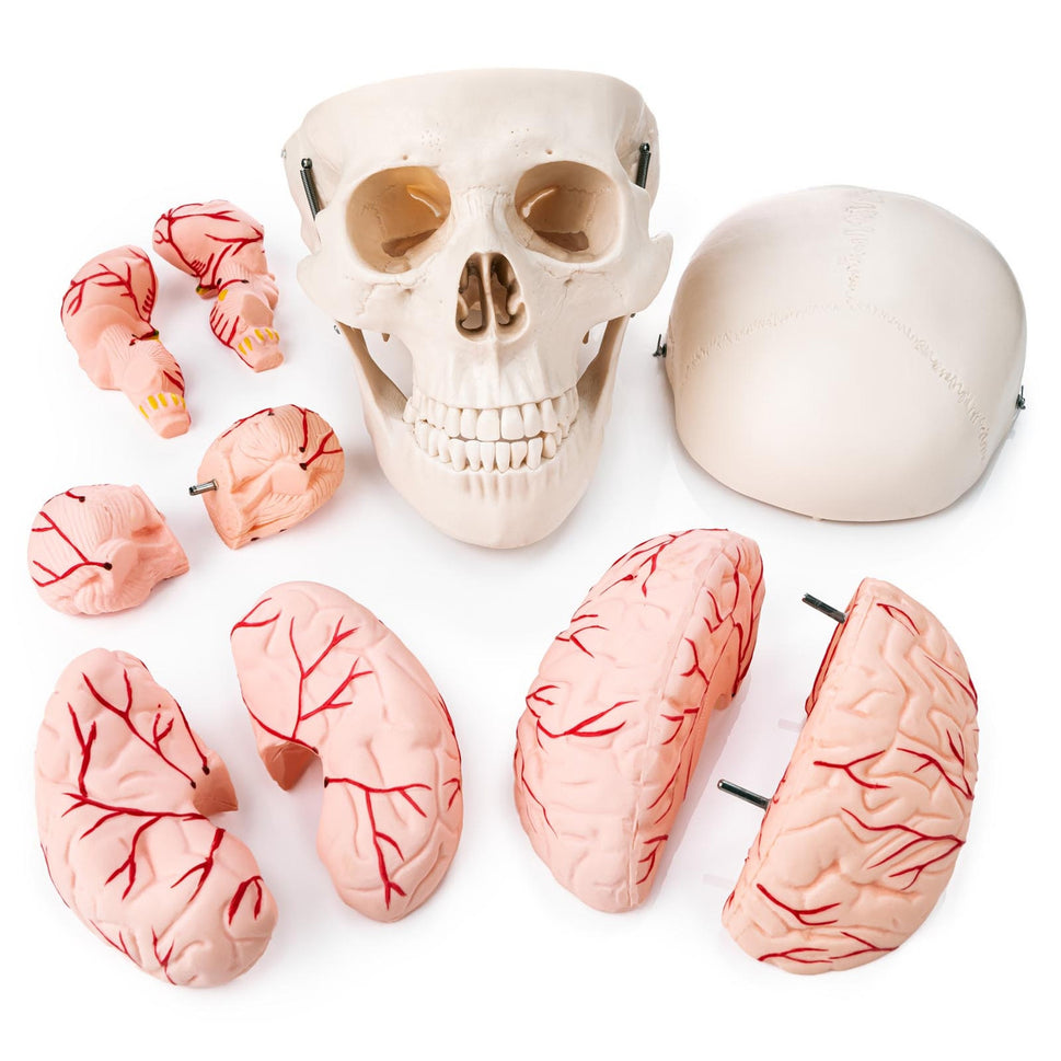 Budget Skull Model with 8-part Brain