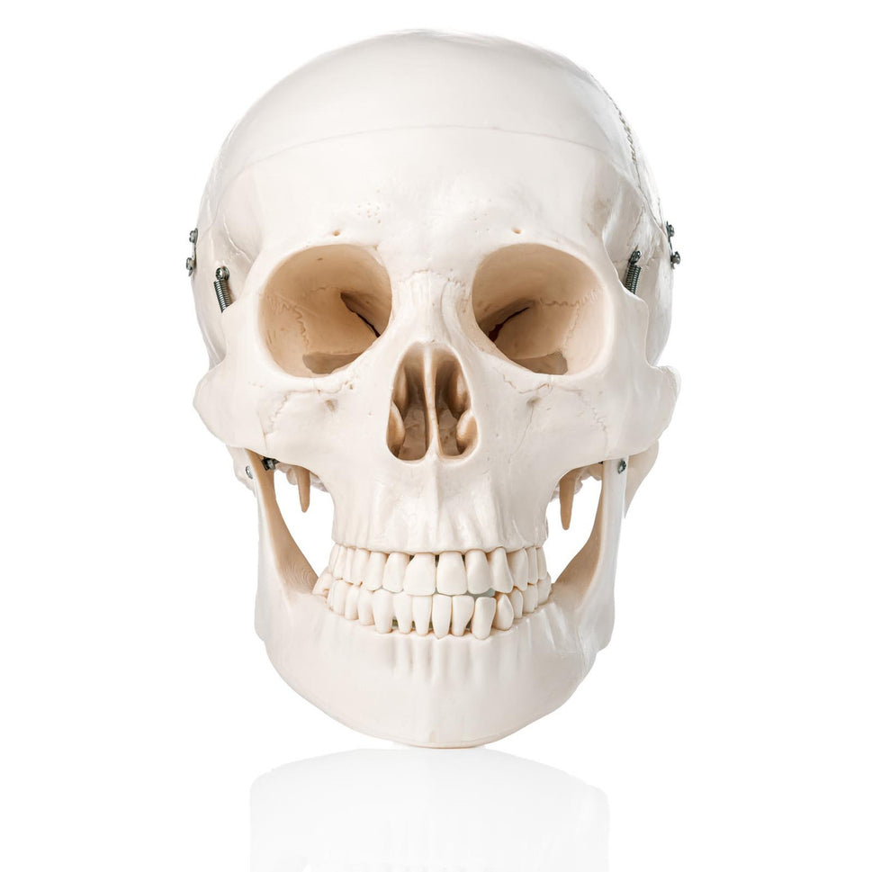 Human Skull Model (3 Part)