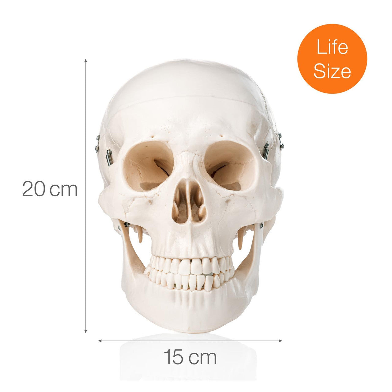 Budget Skull Model with 8-part Brain