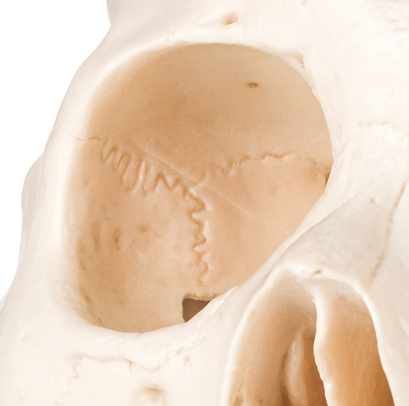 The external and internal bony nuances are visible on this skull cast, showing the fissures, sutures, foramina, processes