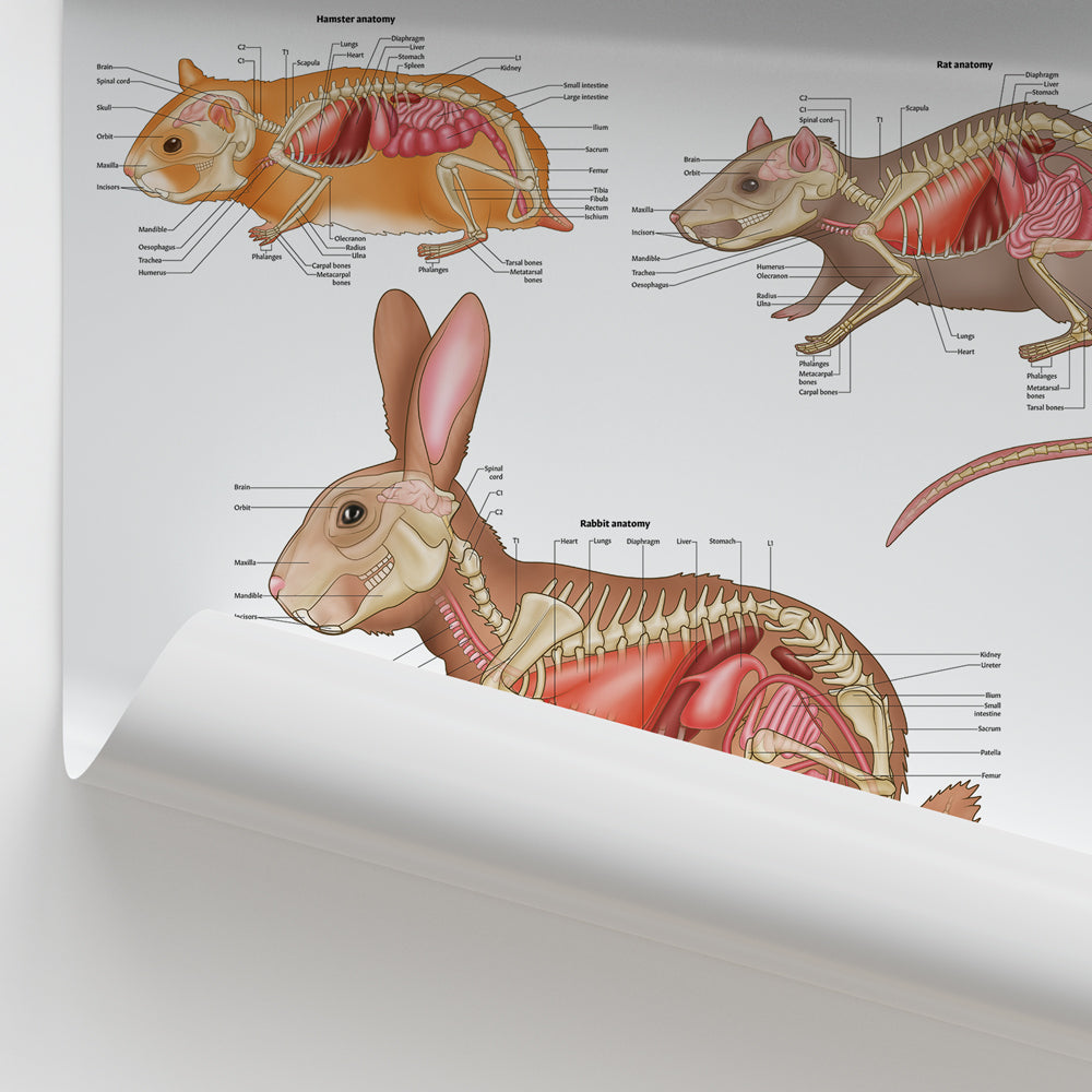 Small Mammal Anatomy Chart / Poster - Part of Collection