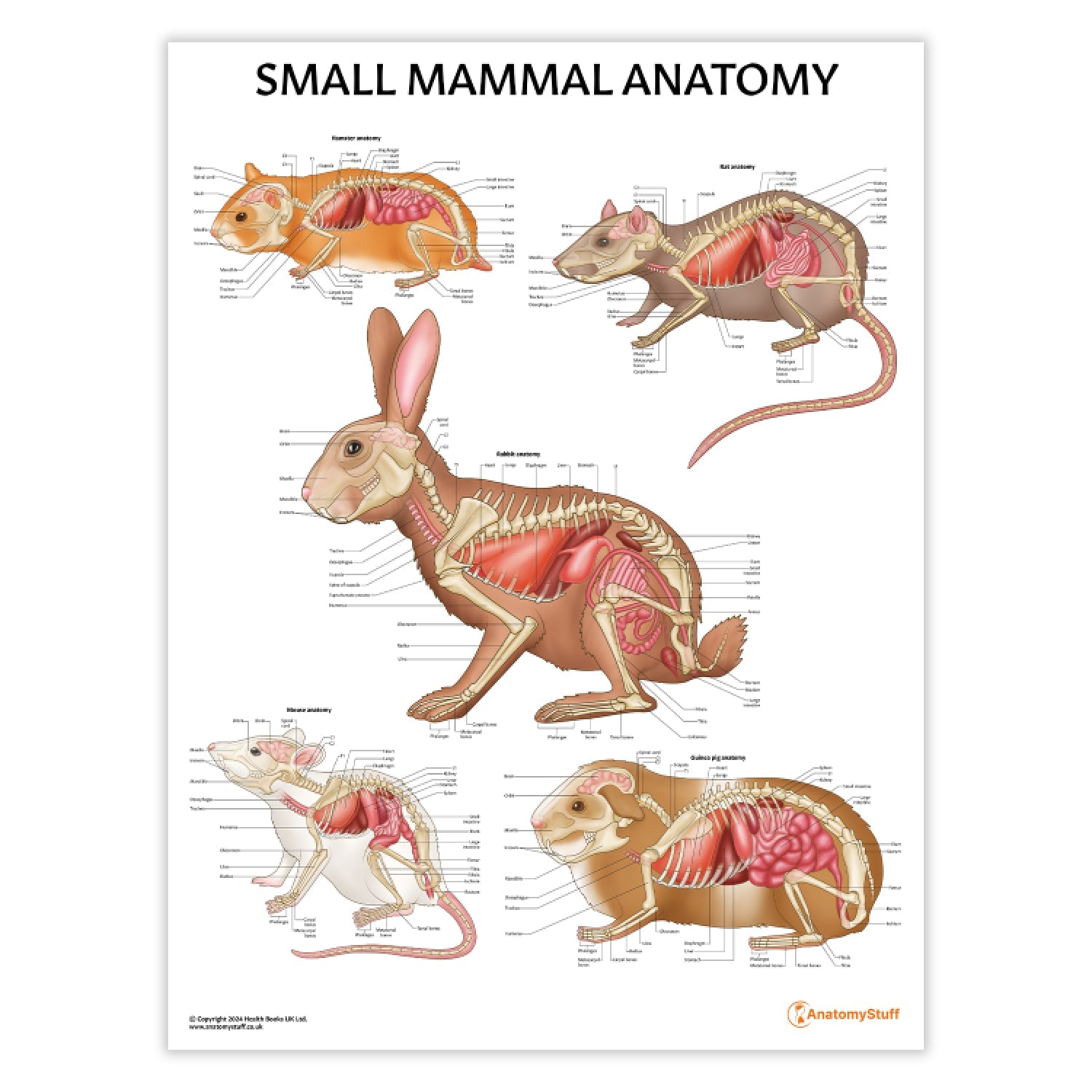 Small Mammal Anatomy Chart / Poster - Part of Collection