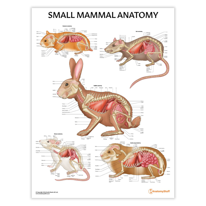Small Mammal Anatomy Chart / Poster