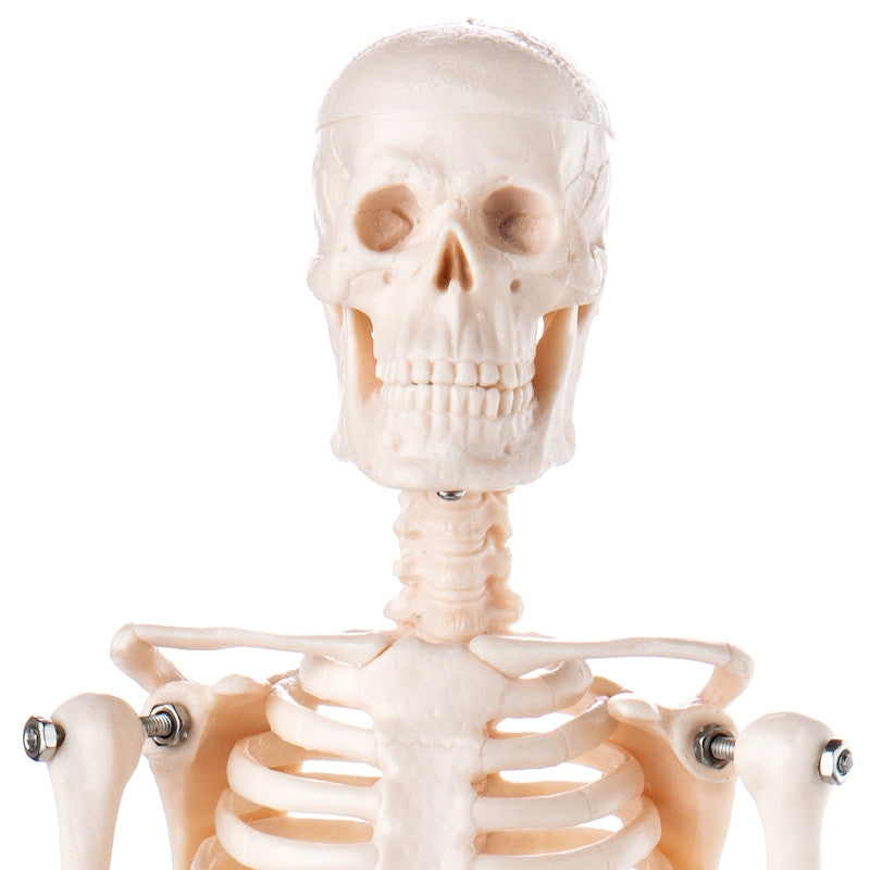 Budget Desktop Mini Skeleton Model