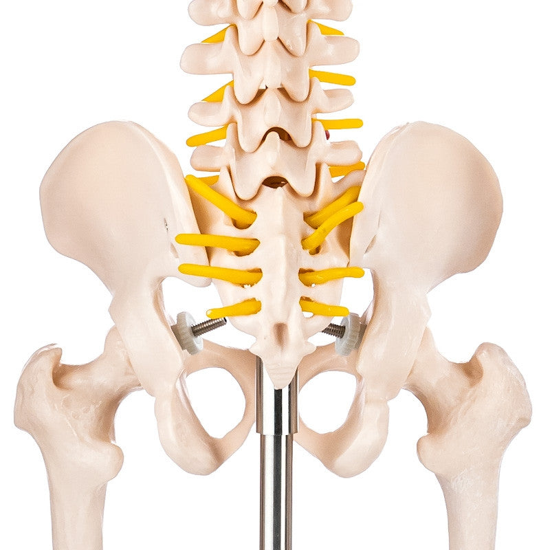 Budget Half Size Skeleton Model with Spinal Nerves