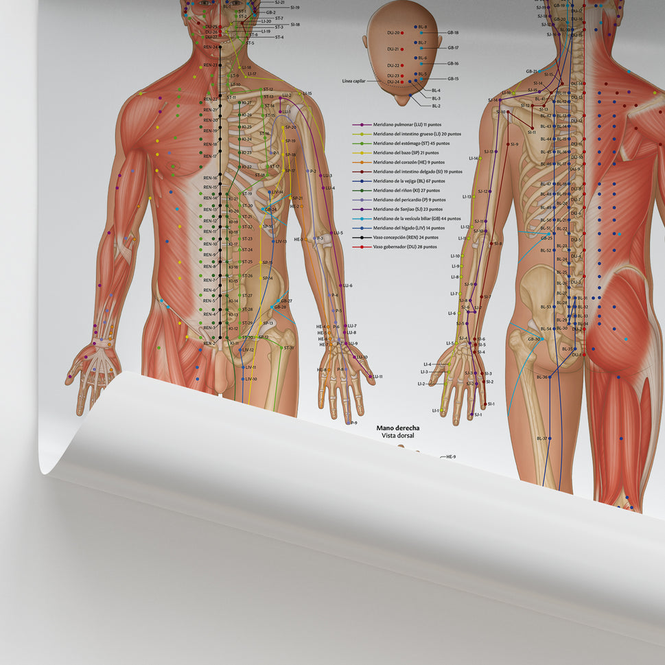 Puntos de Acupuntura Chart / Poster - Spanish