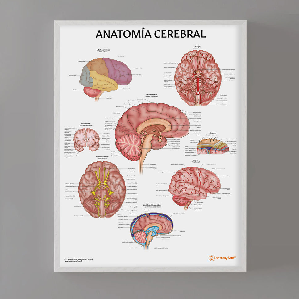 Anatomía Cerebral Chart / Poster - Spanish
